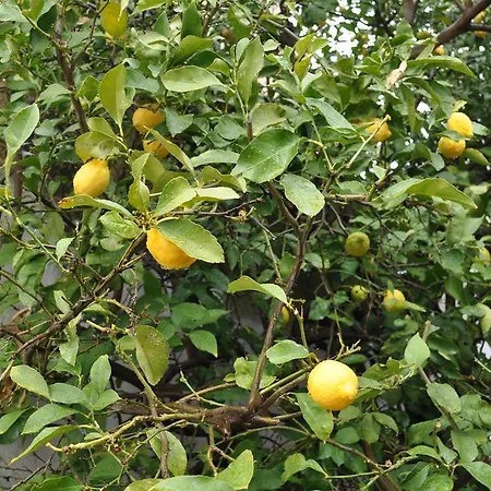 Elisa 게스트하우스 3*